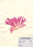 藏品(扇形囊膜藻)的圖片